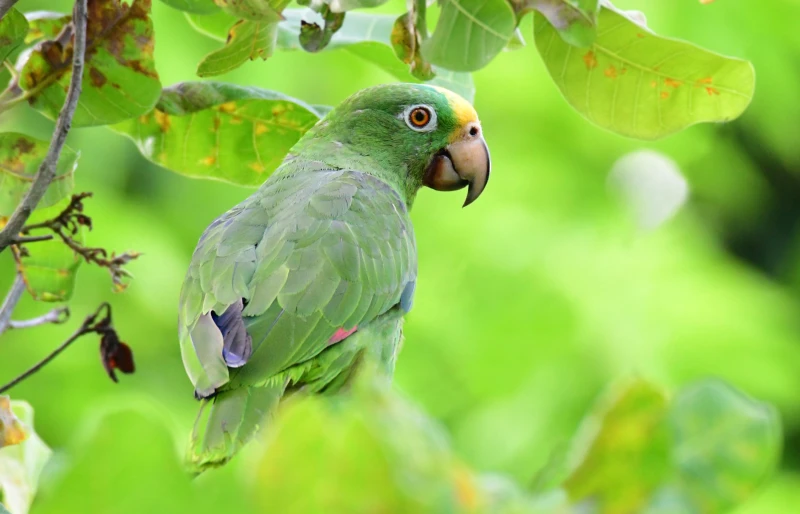 Yellow-crowned amazon Parrot (Amazona ochrocephala) perched on a cashew tree in the forests of Panama