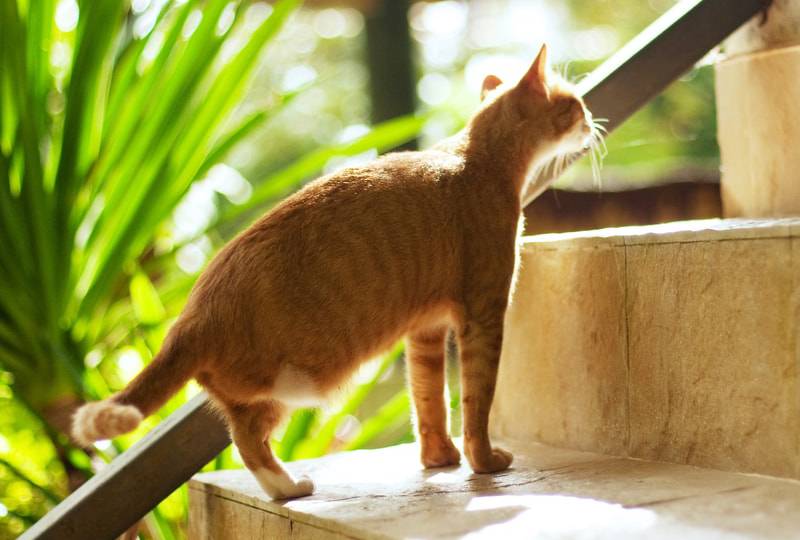 a cat with only three legs climbing up the stairs