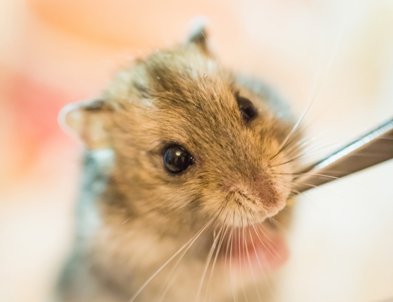 a hamster drinking water