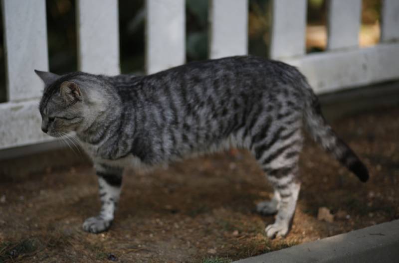 a three legged cat standing outdoors