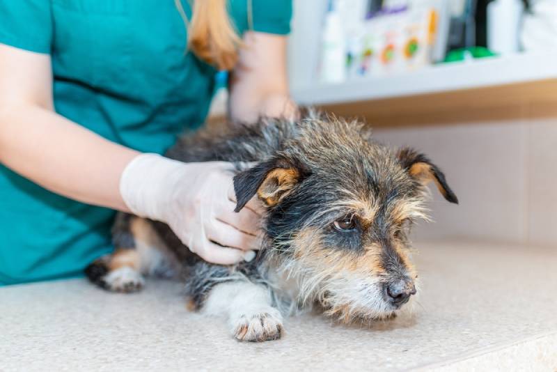 a vet checking an old senior dog with grey hair