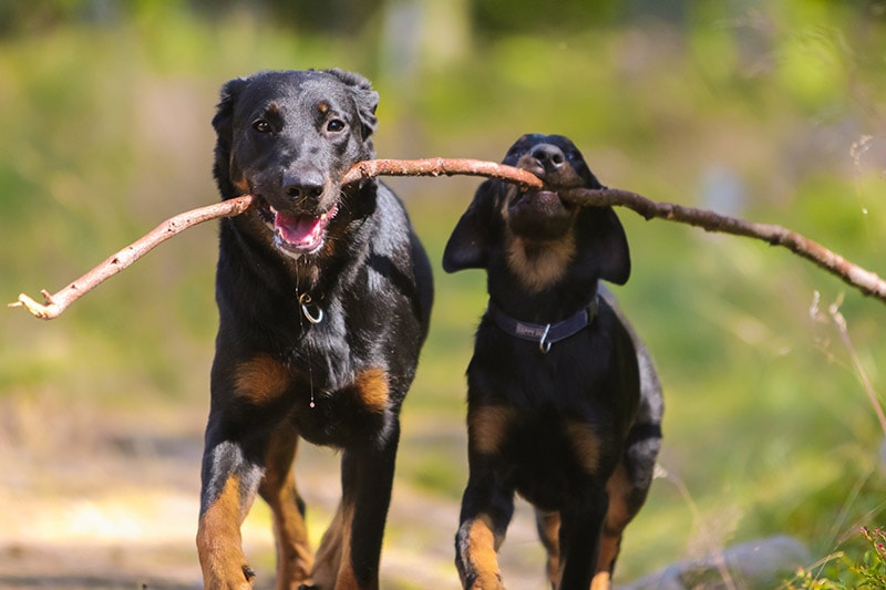 Adult beauceron dog and puppy playing with a stick together