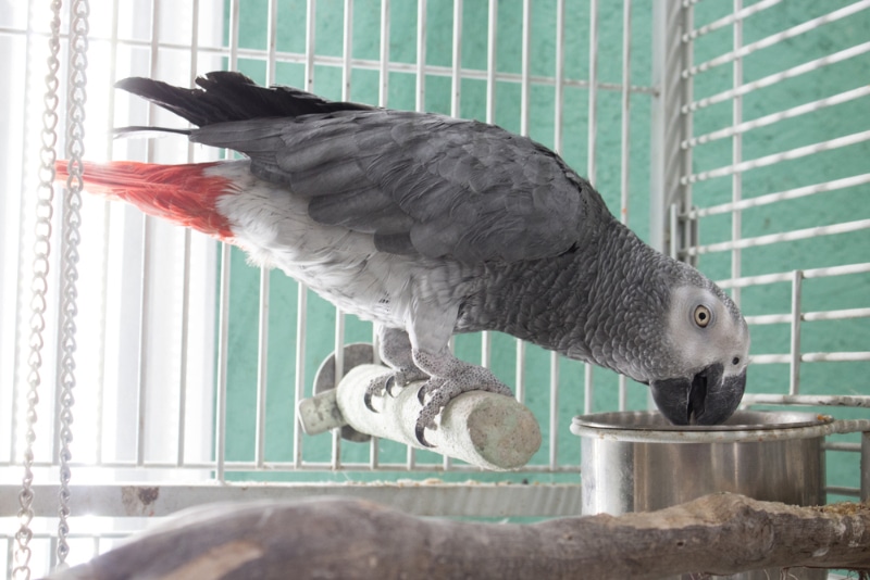 Are Parrots Herbivores, Omnivores or Carnivores? VetApproved Facts