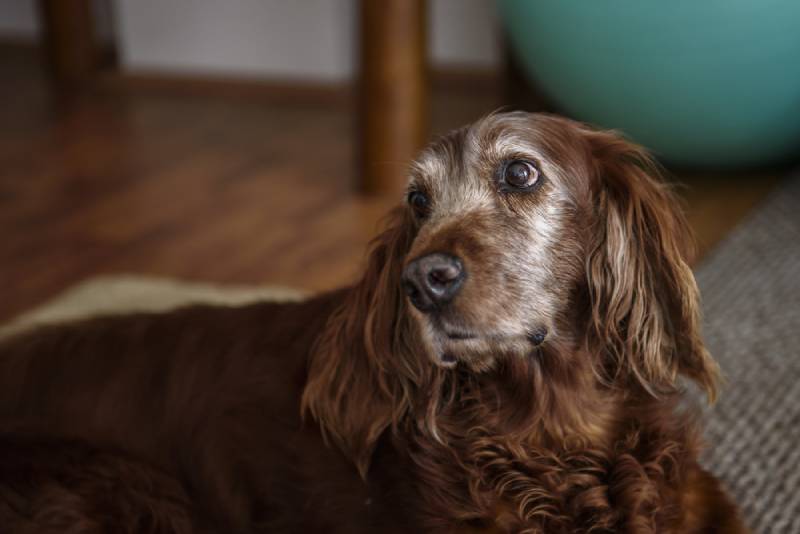 an old senior Irish setter dog with white hair around its face