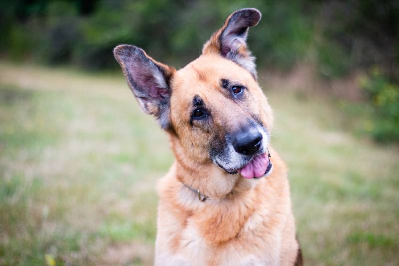 an old senior dog tilting its head outdoors