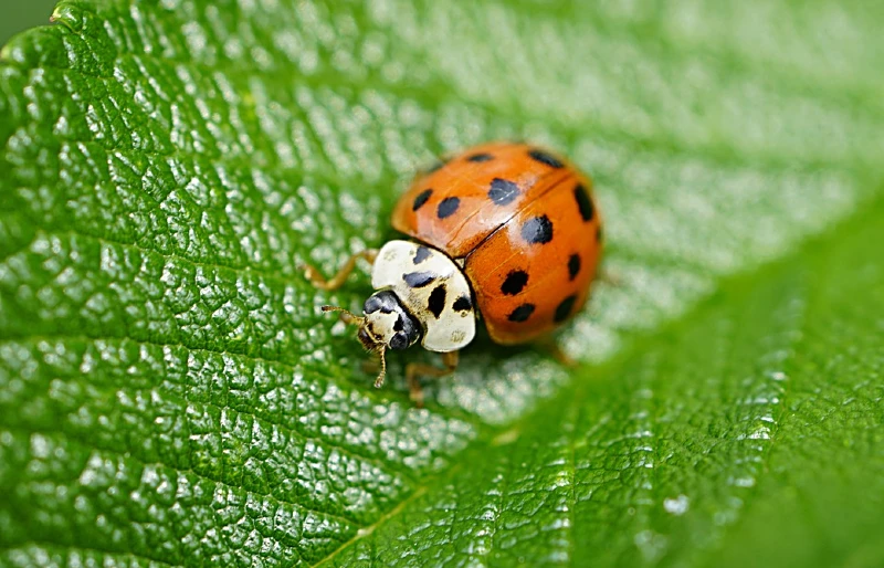 asian ladybug on a leaf