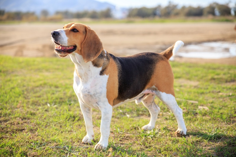 beagle dog standing on grass
