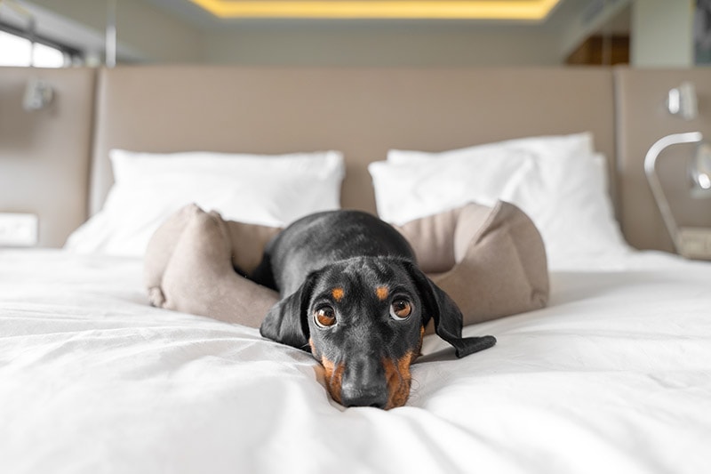 black and tan dachshund dog lying on the bed in the hotel room