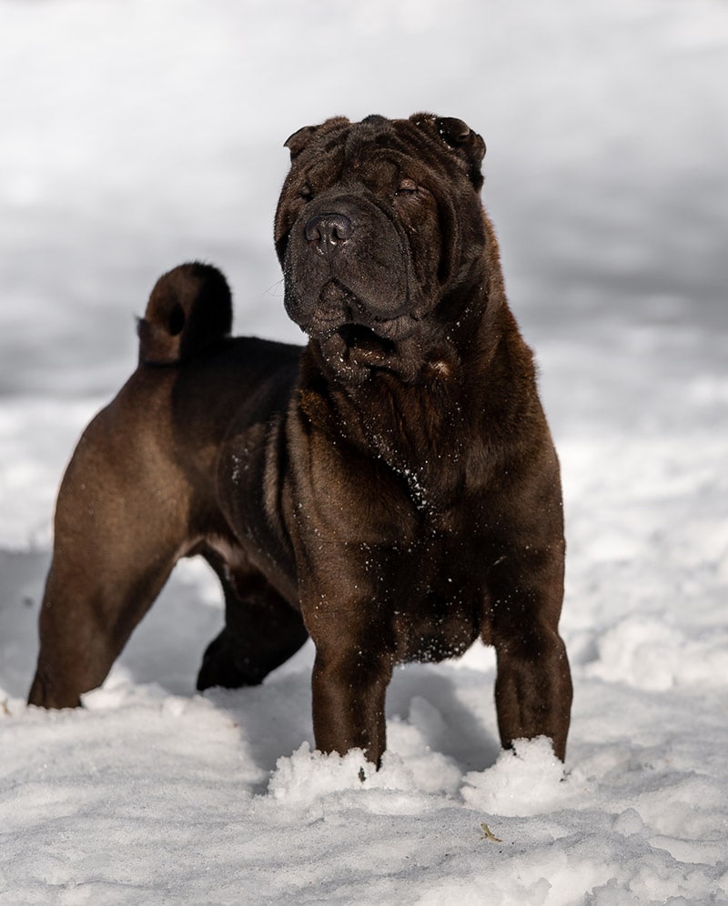 21 Shar Pei Colors With Pictures Hepper Pet Resources