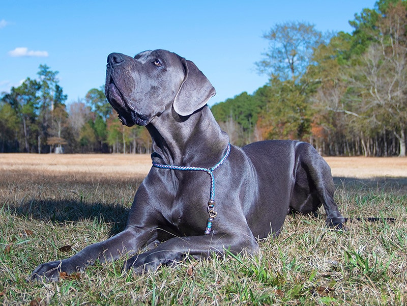 blue great dane dog lying on the grass looking up