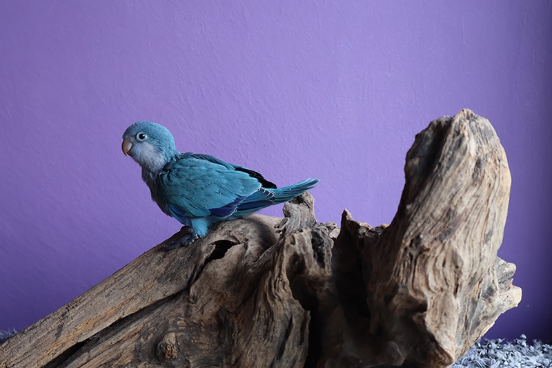 blue monk parakeet parrot bird perched