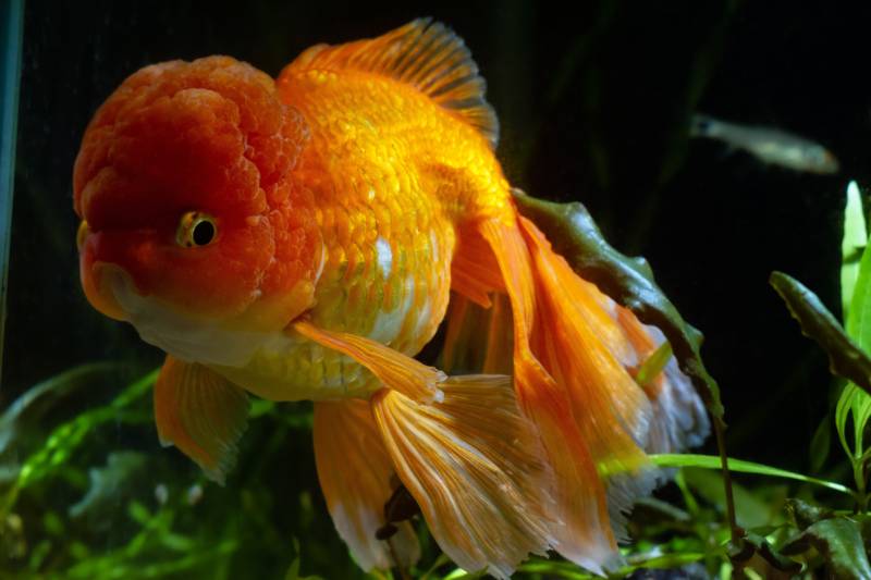 bright yellow and orange oranda goldfish in dark background tank