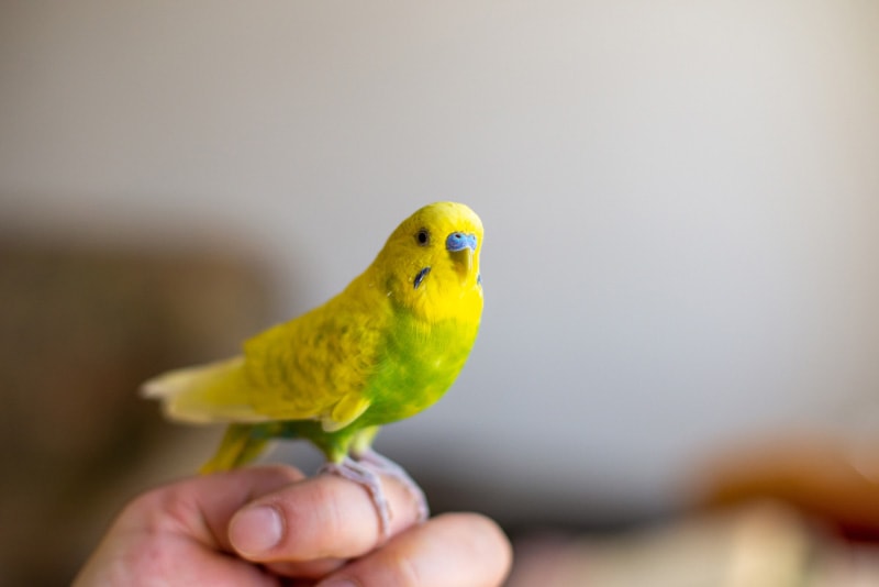 budgie bird perching on human finger