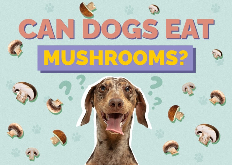 Can Dogs Eat Mushrooms? VetVerified Facts & Info Hepper