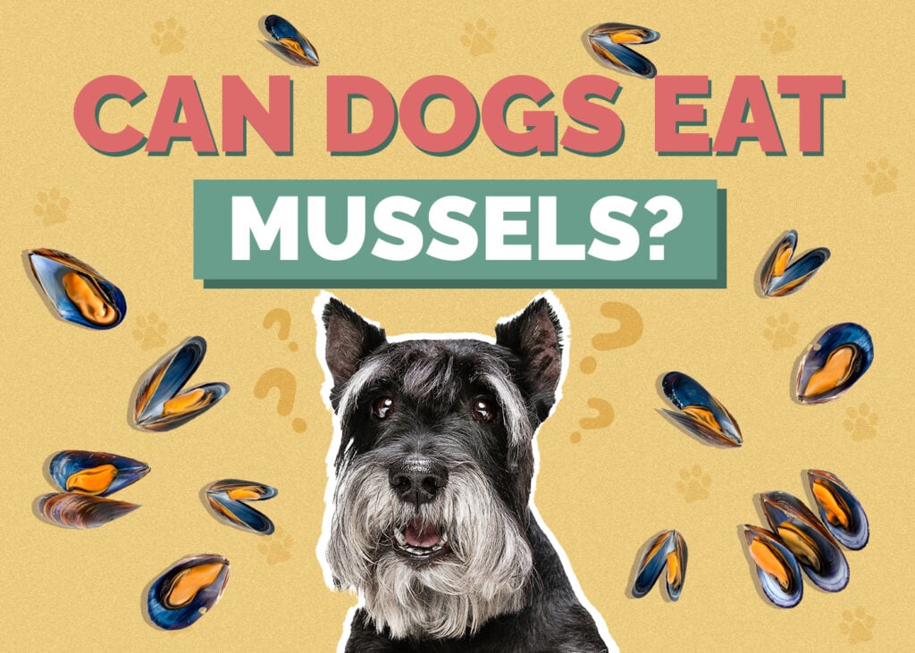 Can Dogs Eat Mussels