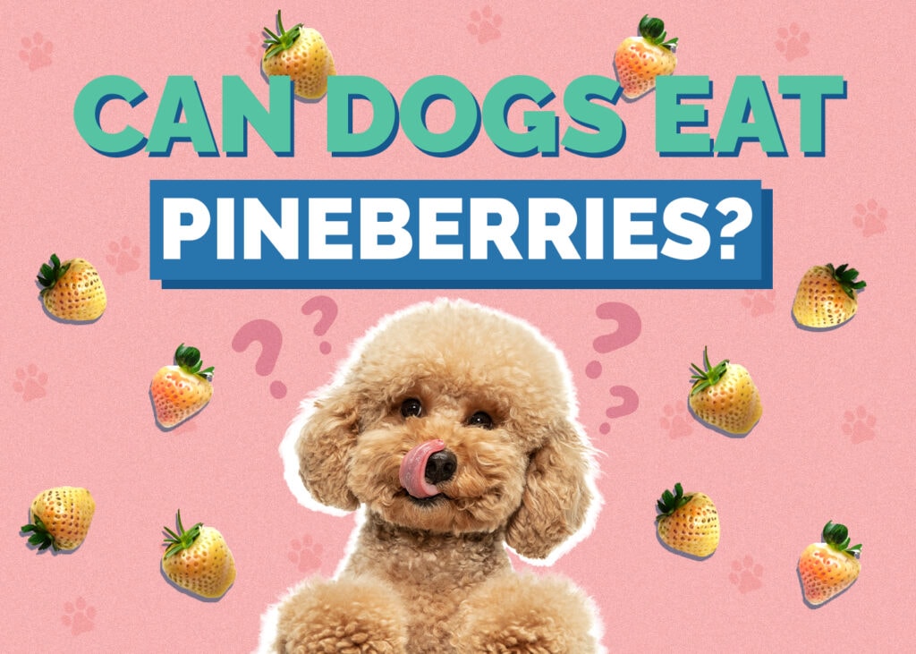 Can Dogs Eat Pineberries