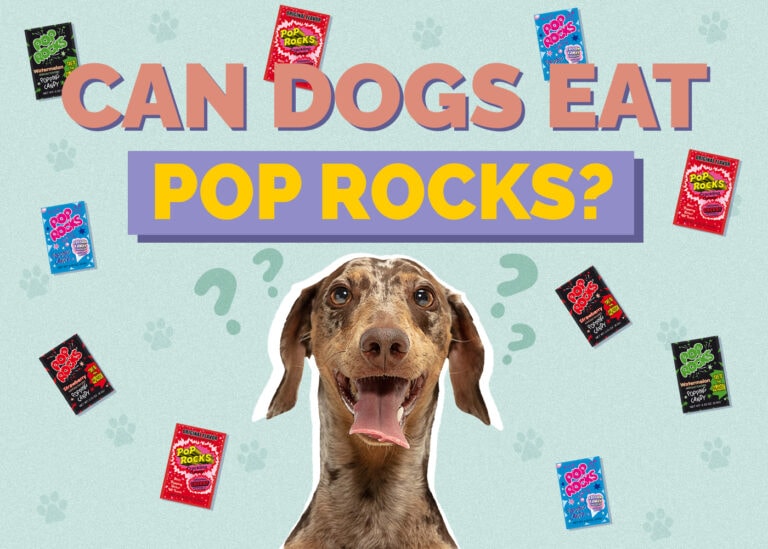 can-dogs-eat-pop-rocks-vet-reviewed-advice-faqs-hepper