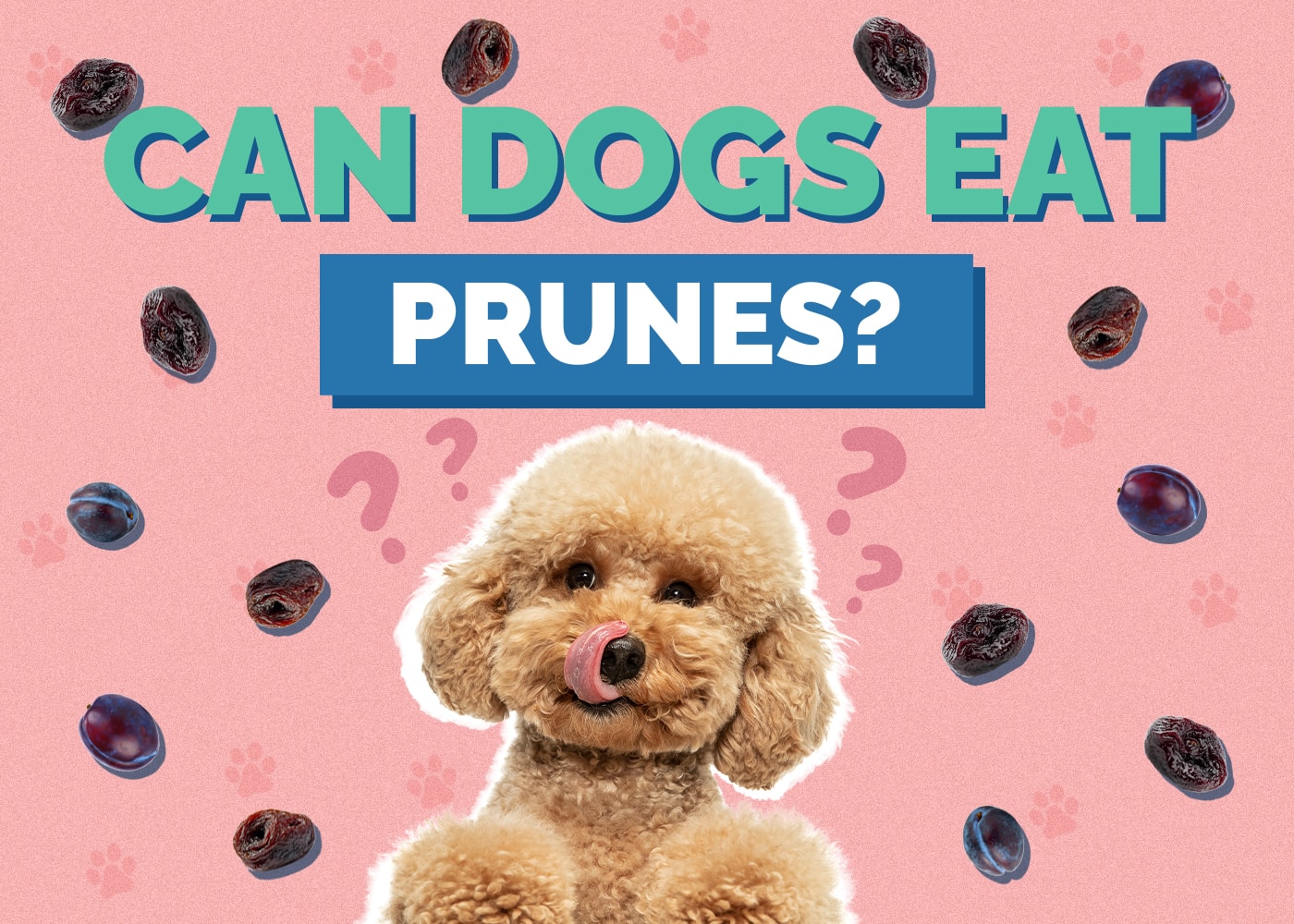 Can Dogs Eat Prunes