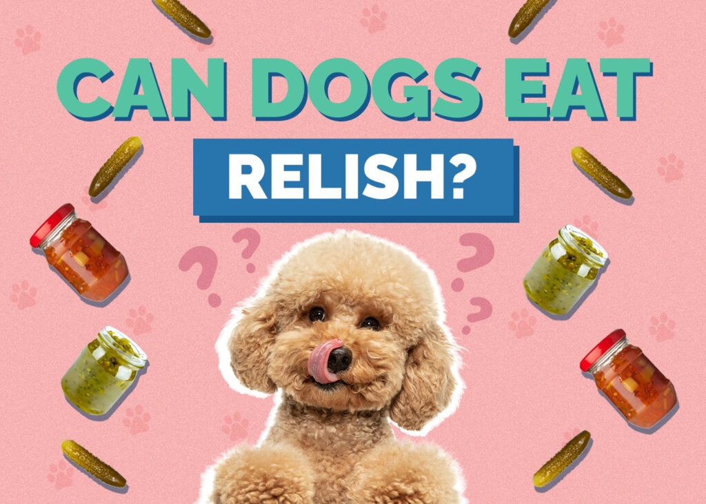 Can Dogs Eat Relish