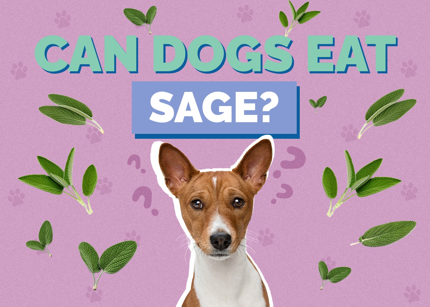 Can Dogs Eat Sage