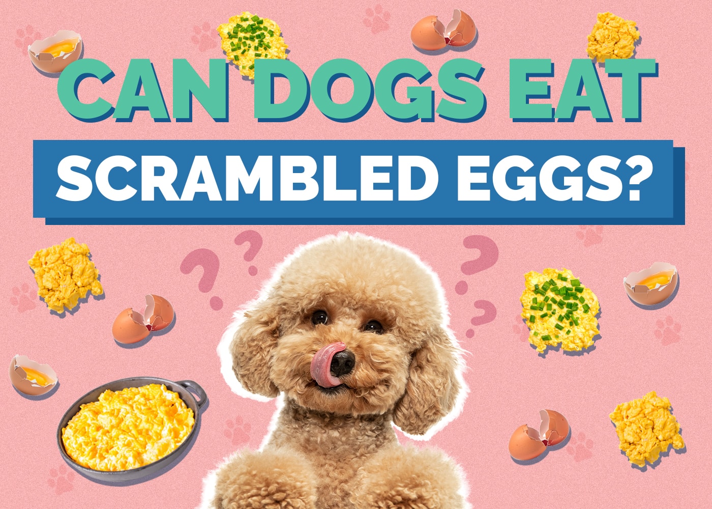 Can Dogs Eat Scrambled Eggs