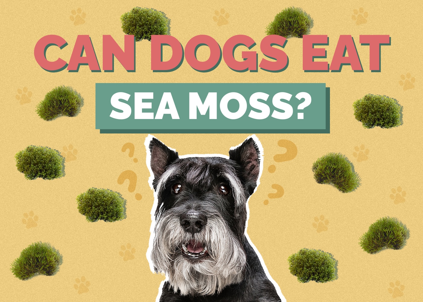 Can Dogs Eat Sea Moss? Vet Approved Facts & FAQ Hepper