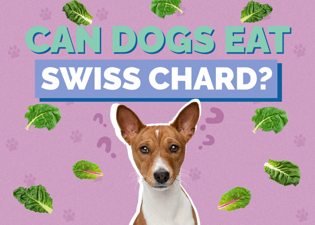 Can Dogs Eat Swiss Chard