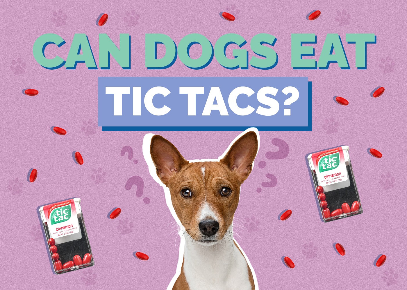 Can Dogs Eat Tic Tacs