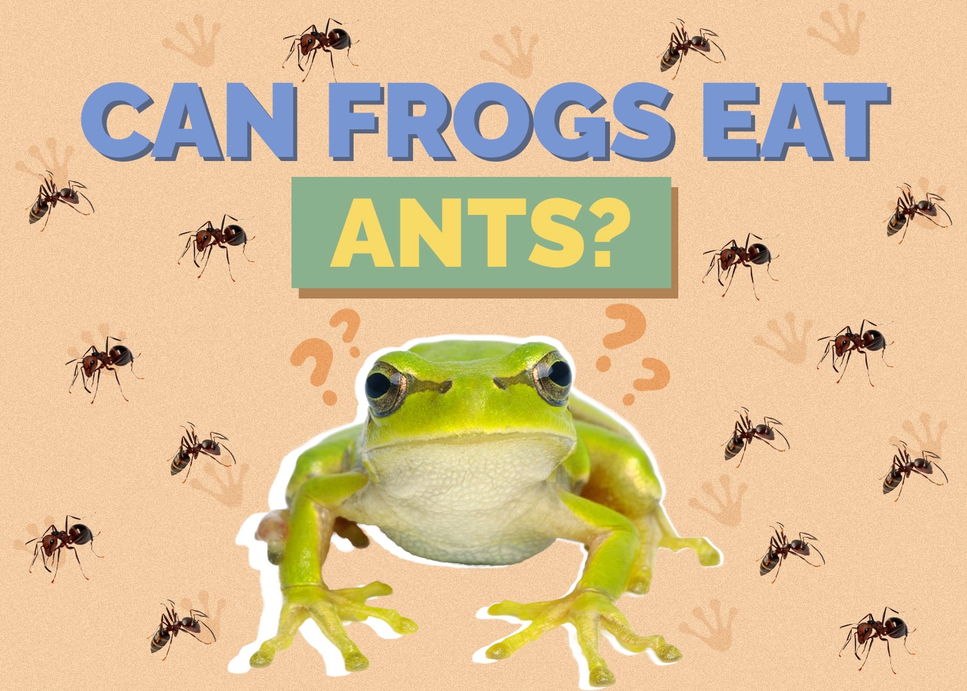 Can Frogs Eat Ants