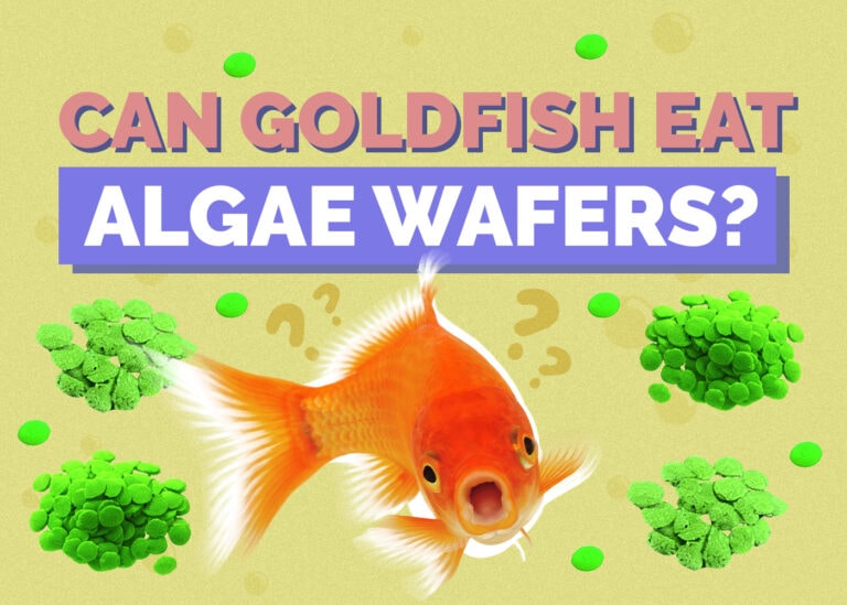 Can Goldfish Eat Algae Wafers? Facts & FAQs Hepper