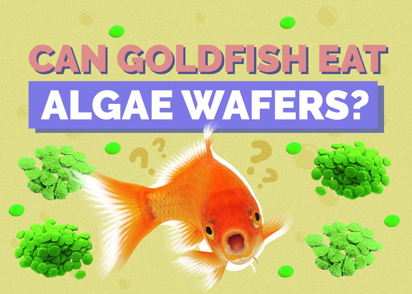 Can Goldfish Eat Algae Wafers