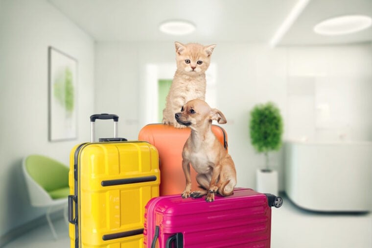 10 Pet Friendly Hotels in Key West, FL (2024 Guide) Hepper