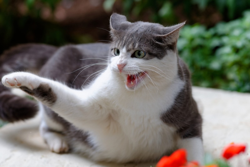 cat hissing and attacking