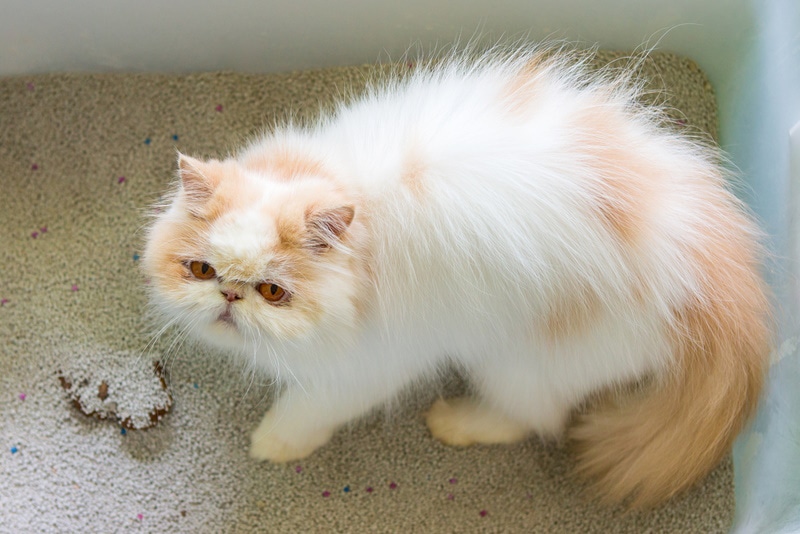 cat playing with poop