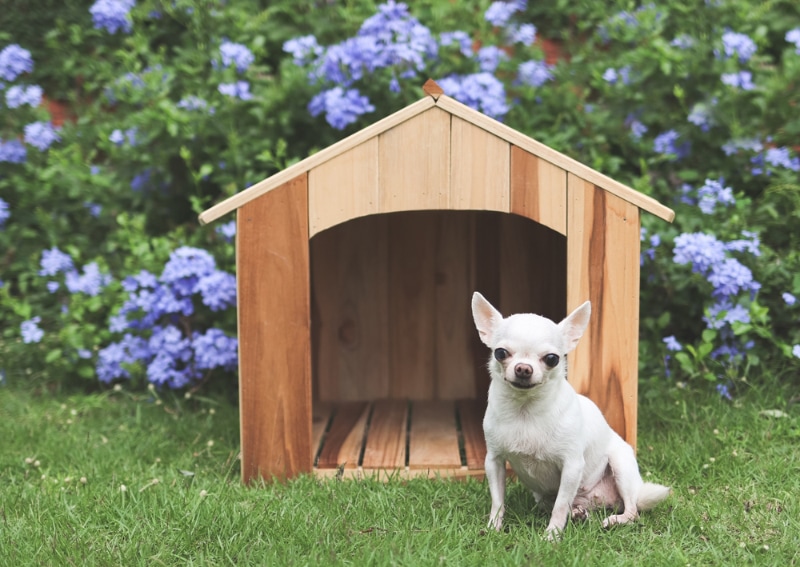 chihuahua dog sitting in front of dog house