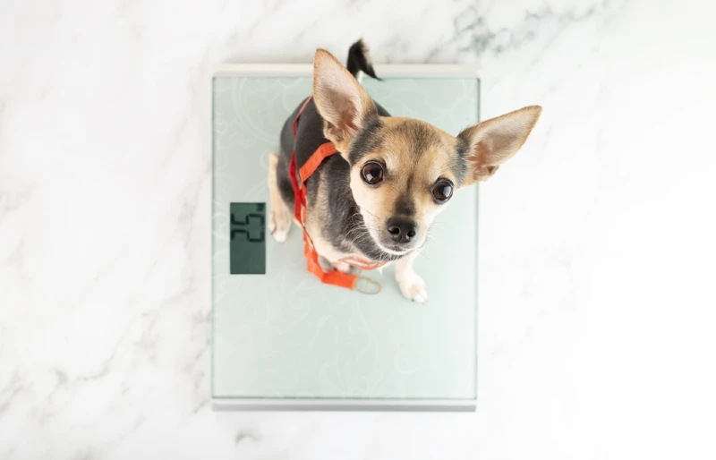 https://www.hepper.com/wp-content/uploads/2023/11/chihuahua-dog-sitting-on-a-weighing-scale-on-the-floor_Tikhonova-Yana-Shutterstock_2324426113.webp