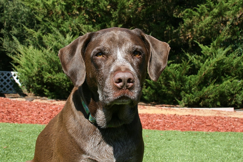 close up German Shorthaired Lab mix dog