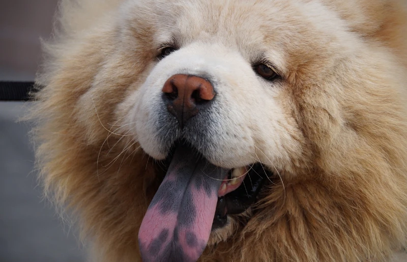 close up of a chow chow dog with spots on its tongue