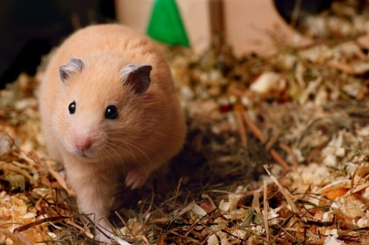6 Types of Homemade Hamster Bedding (With Pros & Cons) Hepper
