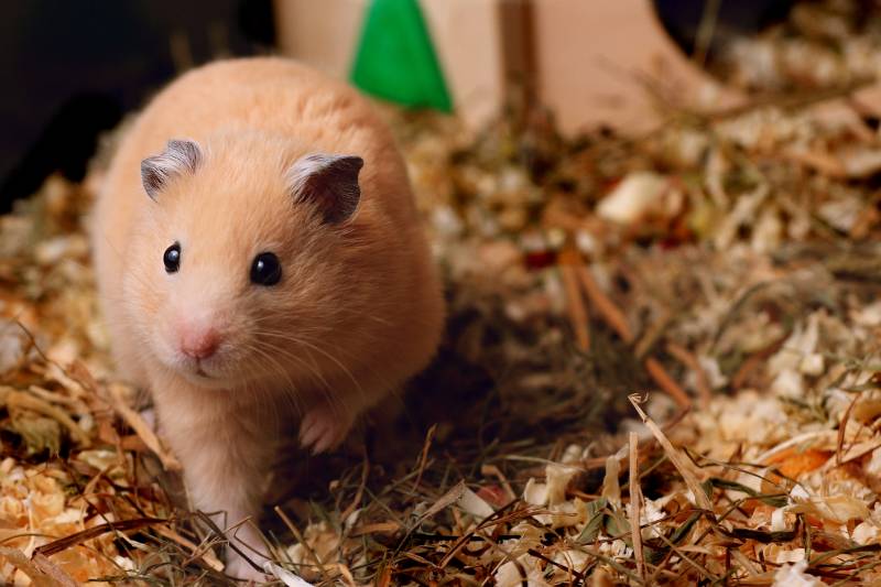 close up of a hamster standing on its bedding