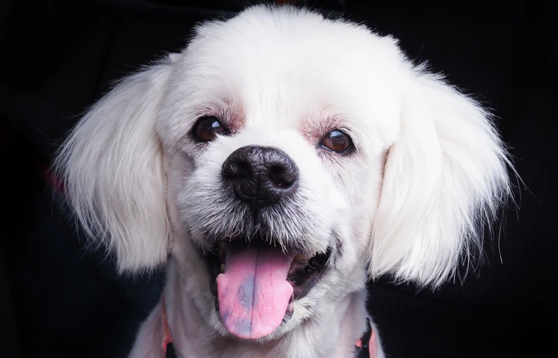 close up of a white dog with dark spot on its tongue