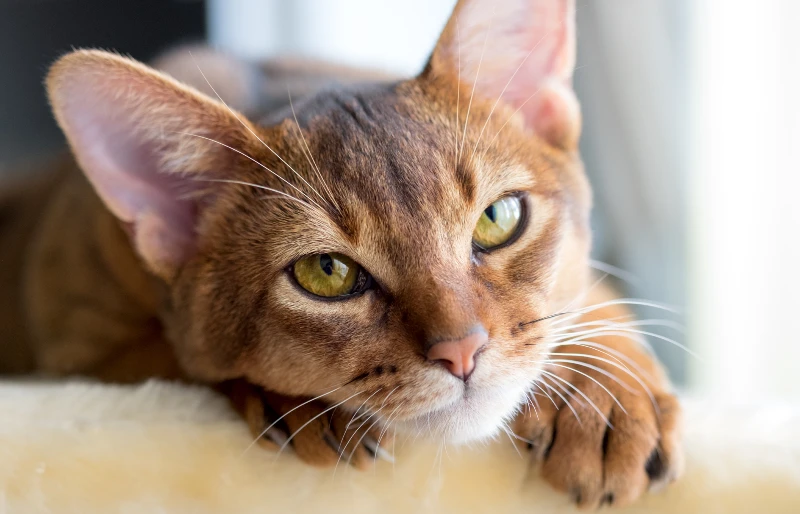 close up of an abyssinian cat