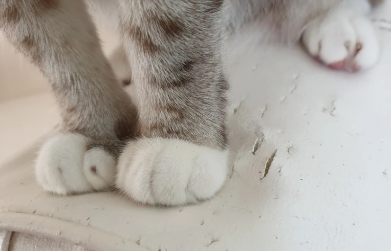 close up of cat paws on scratched leather sofa