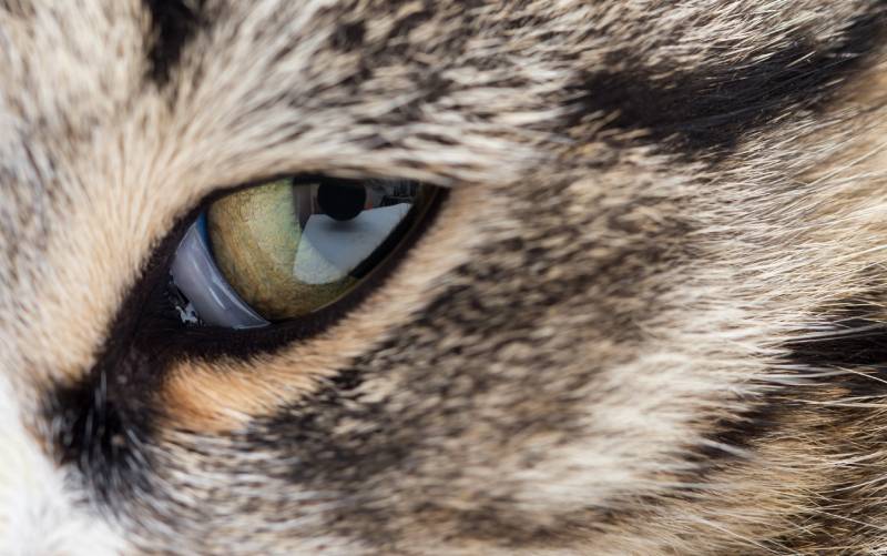 close-up of green cat's eye showing eyelids