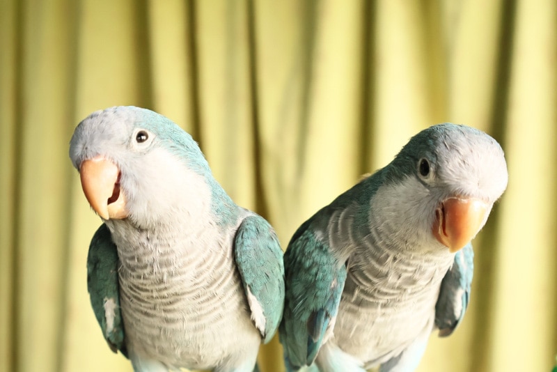close up of two quaker parakeet birds