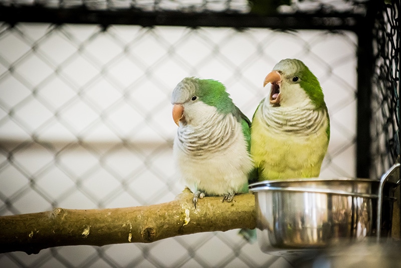 couple of Monk parakeet birds in the cage