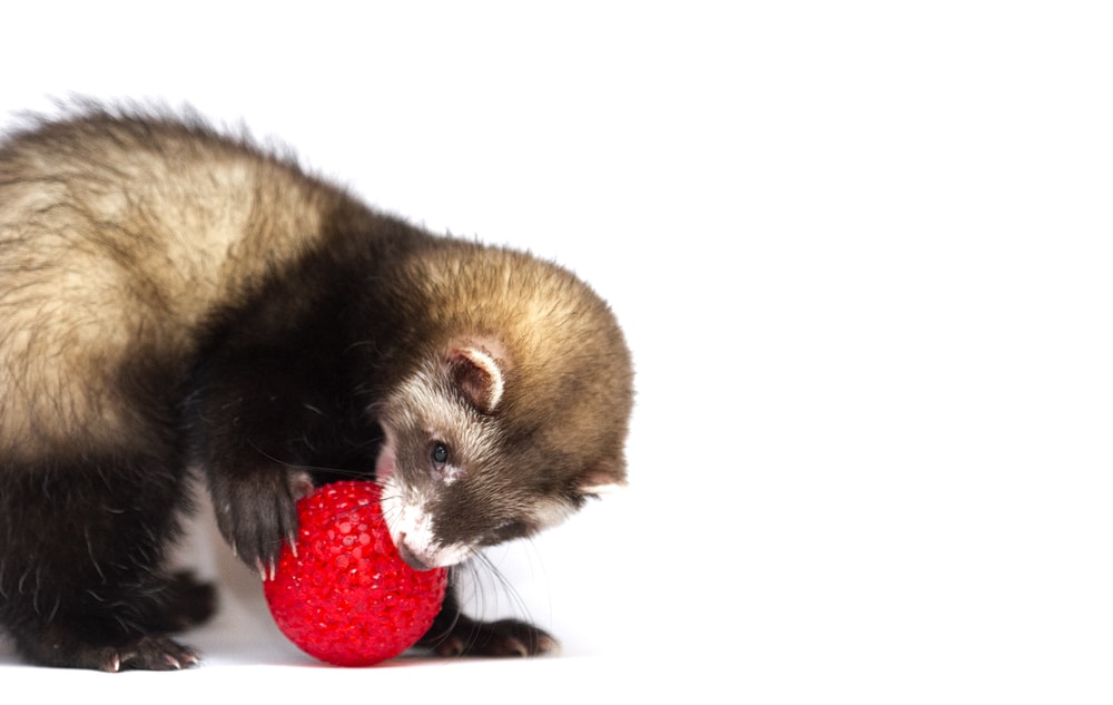 cute and fun ferret baby or weasel playing with ball in white background