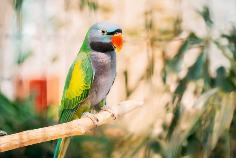 derbyan parakeet bird perching