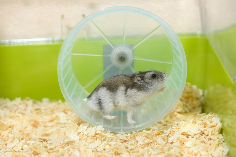 Djungarian dwarf hamster playing on its wheel