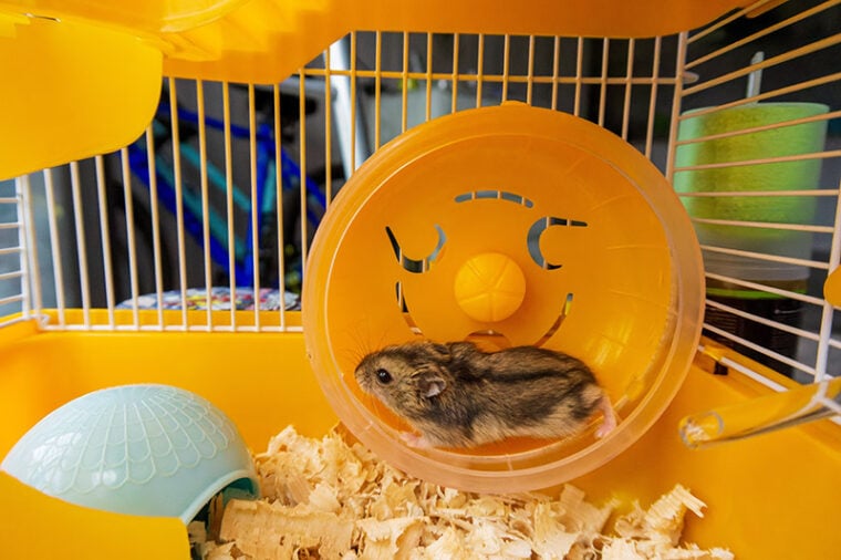 How Fast Can Hamsters Run? Vet Reviewed Rodent Speed Guide Hepper